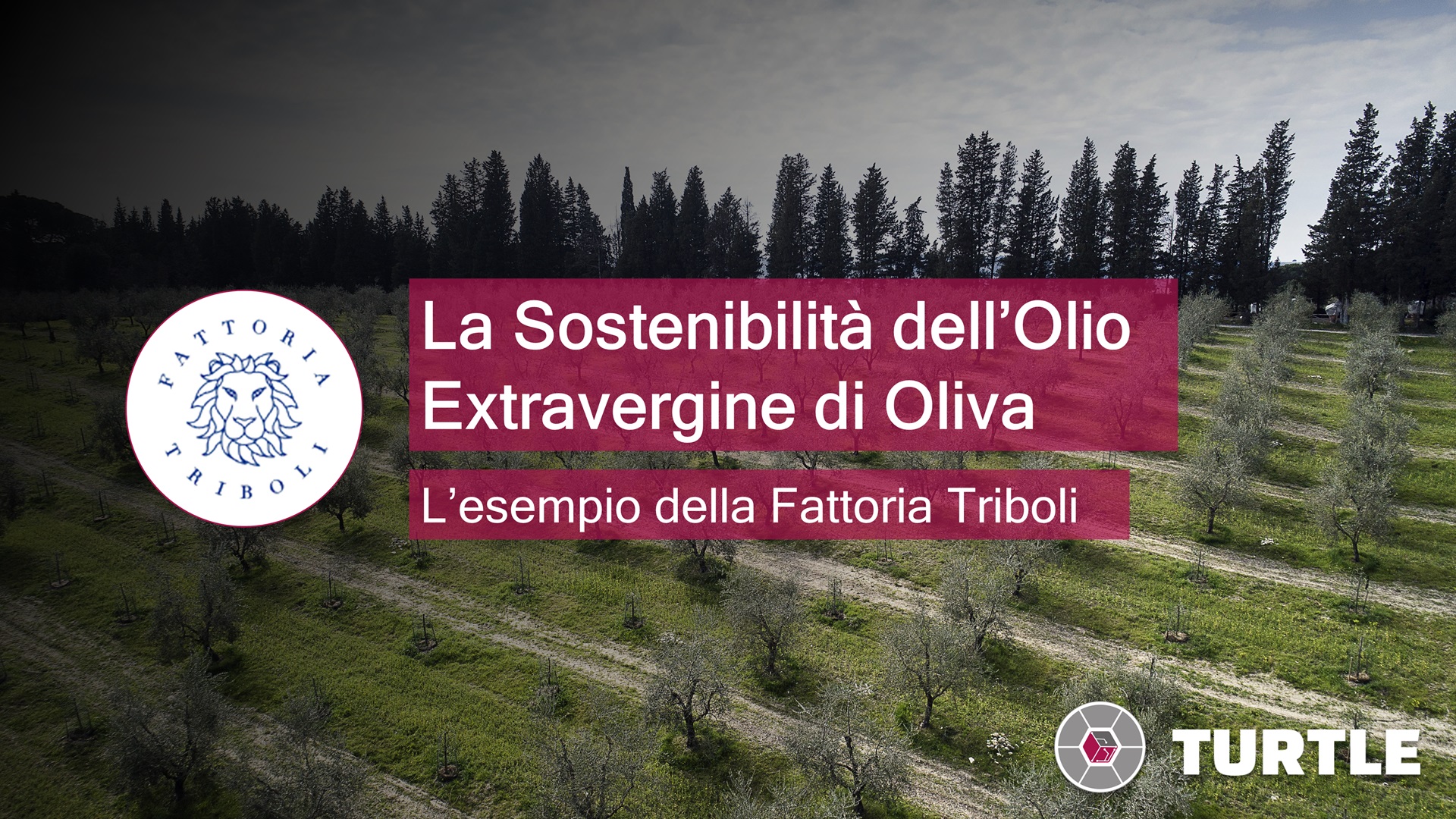 La Sostenibilità dell'Olio Extravergine di Oliva - Fattoria Triboli